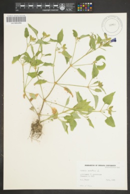 Torenia asiatica image