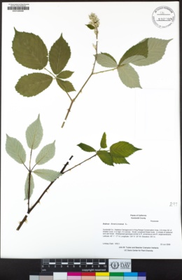 Rubus plicatus image