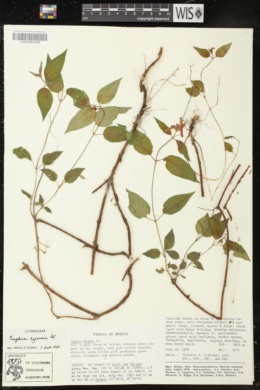 Cuphea cyanea image