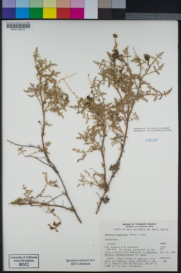 Ambrosia magdalenae image