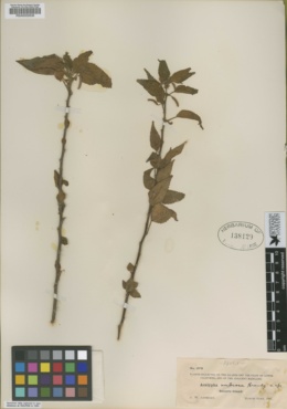 Acalypha umbrosa image