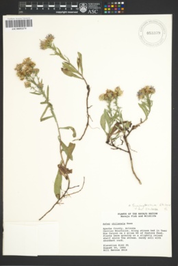 Image of Aster chilensis