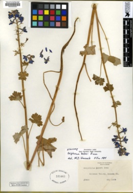Image of Delphinium bakeri