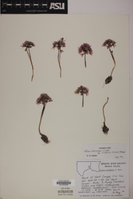Allium atrorubens image