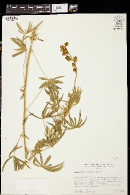 Image of Lupinus hyacinthinus