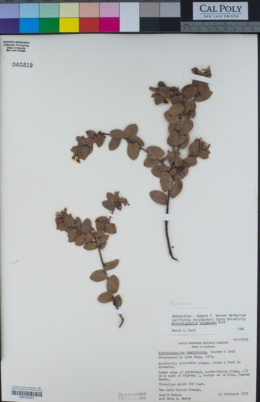 Arctostaphylos cruzensis image