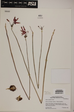 Bessera tenuiflora image