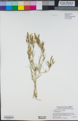 Stillingia paucidentata image