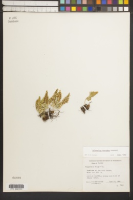 Image of Polypodium amorphum