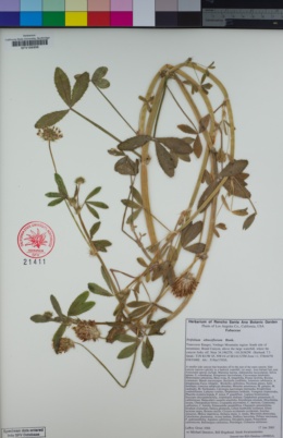 Image of Trifolium obtusiflorum