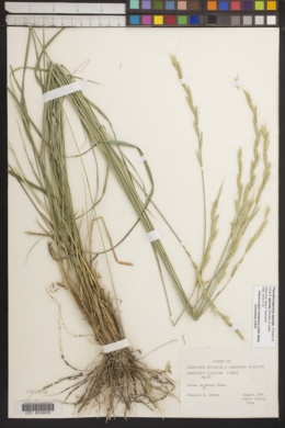 Image of Elymus spicatus