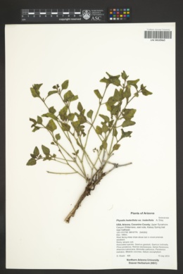 Physalis hederifolia var. hederifolia image