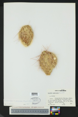 Opuntia tortispina image