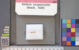 Keiferia lycopersicella image