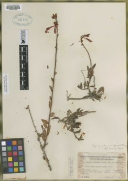 Xylonagra arborea image
