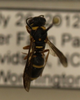 Image of Parancistrocerus fulvipes