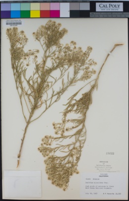 Image of Lepidium alyssoides