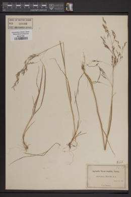 Image of Agrostis novae-angliae