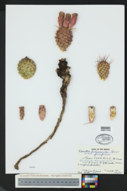 Opuntia polyacantha var. juniperina image