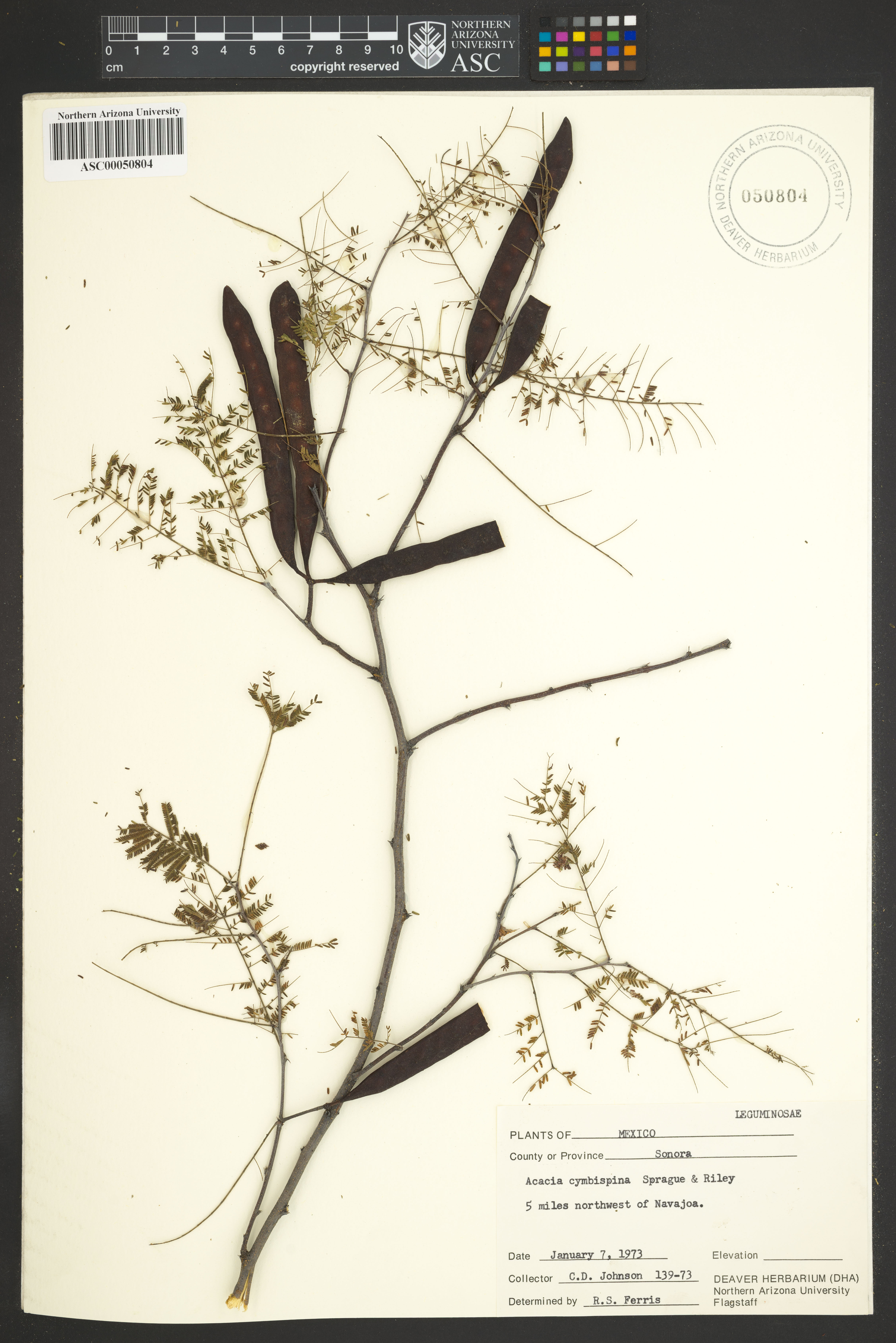 Acacia cymbispina image