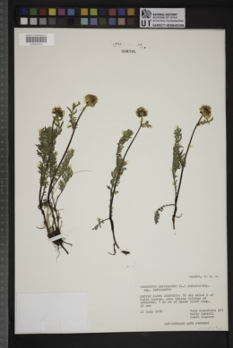 Tanacetum bipinnatum subsp. bipinnatum image