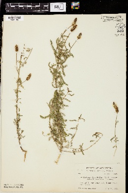 Dalea microphylla image
