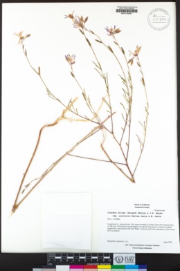 Clarkia biloba subsp. australis image