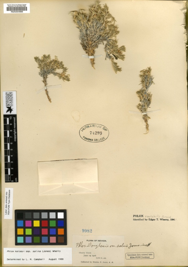 Phlox kelseyi subsp. salina image