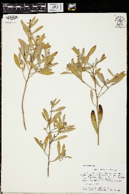 Acacia redolens image