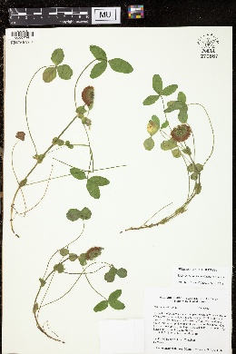 Image of Trifolium kentuckiense