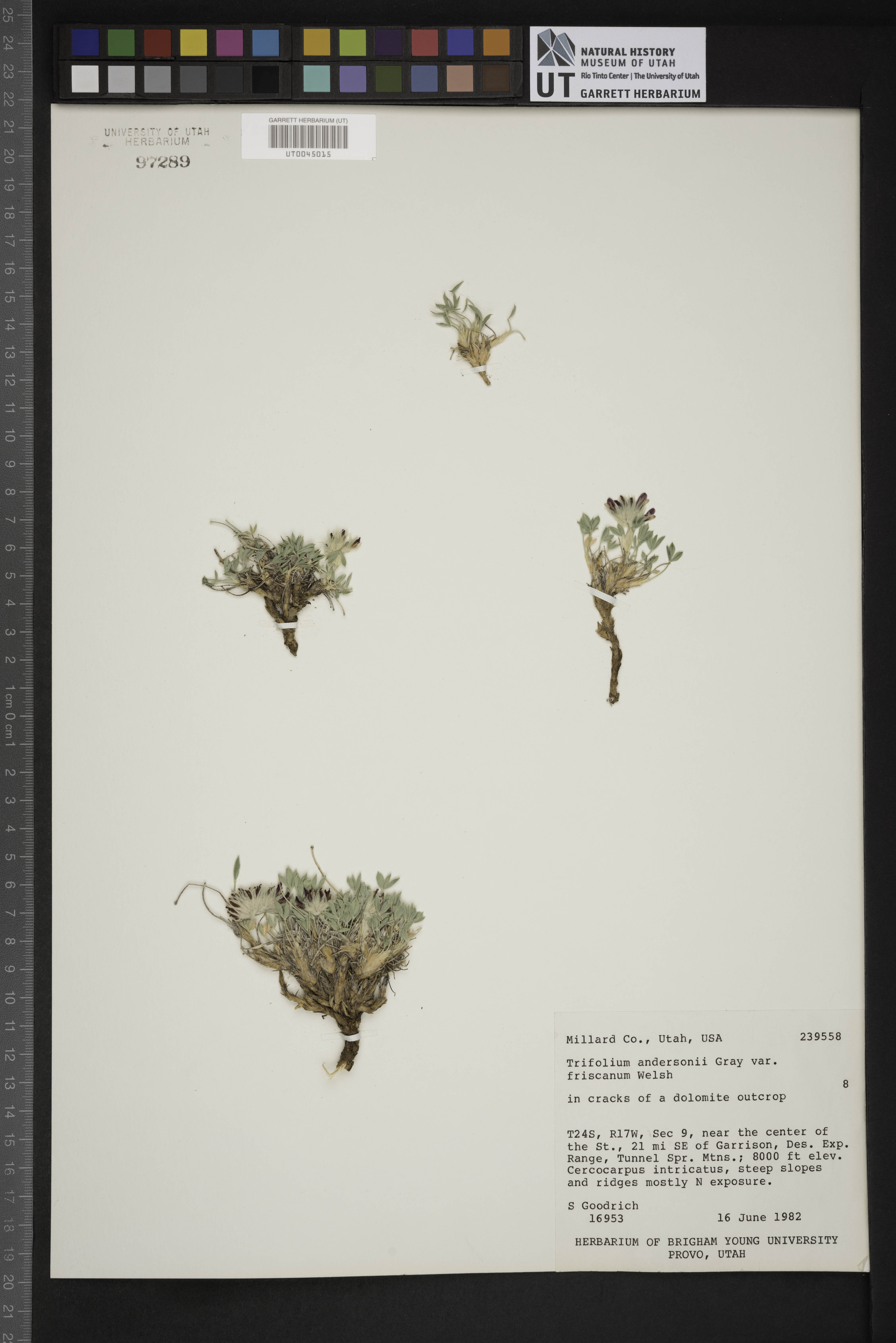 Trifolium andersonii var. friscanum image