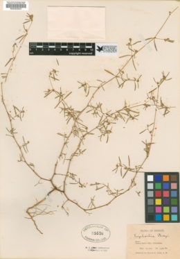 Euphorbia parryi image