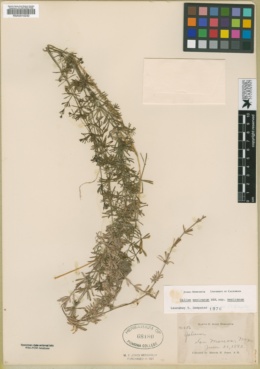 Galium mexicanum subsp. mexicanum image