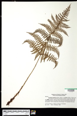 Image of Dryopteris glabra var. soripes