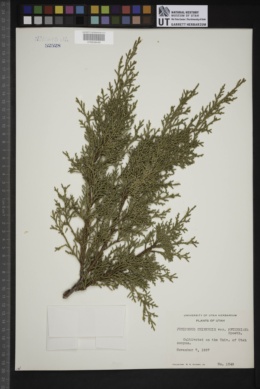 Juniperus chinensis var. pfitzeriana image