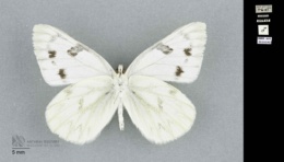 Pontia occidentalis image