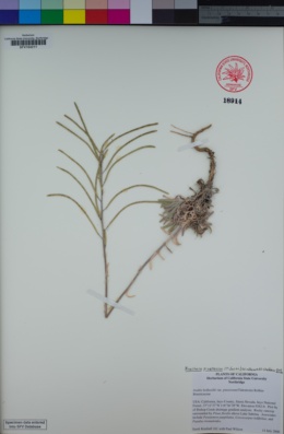 Image of Boechera pinetorum