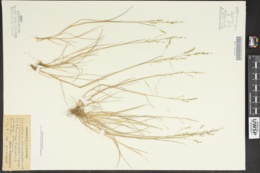 Puccinellia paupercula var. alaskana image