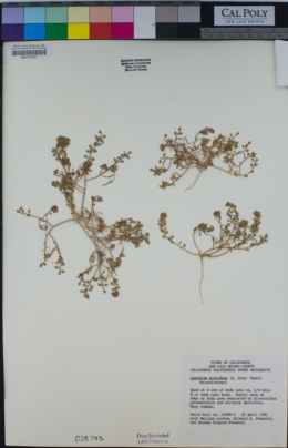 Image of Lepidium acutidens