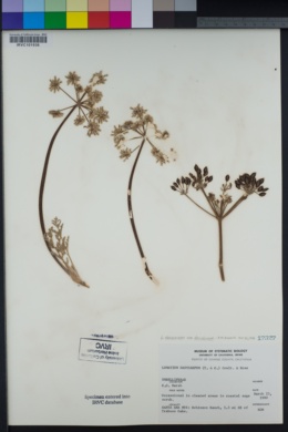 Lomatium dasycarpum image