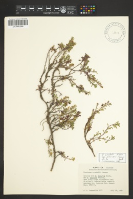Penstemon crandallii subsp. procumbens image