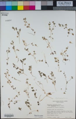 Nemophila pulchella var. fremontii image