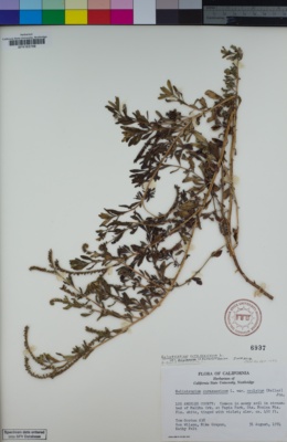 Heliotropium curassavicum var. oculatum image