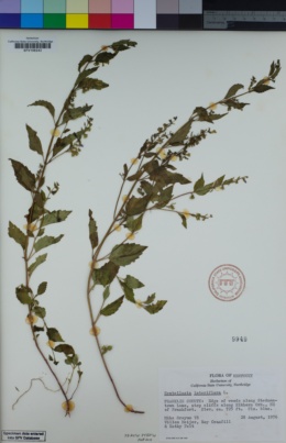 Image of Scutellaria lateriflora