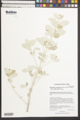 Image of Shepherdia x utahensis