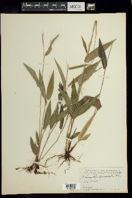 Ichnanthus lanceolatus image