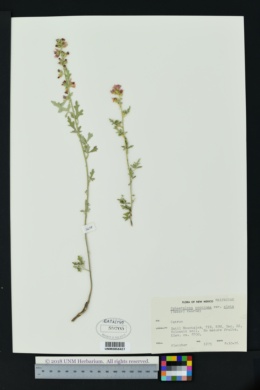 Sphaeralcea coccinea subsp. elata image
