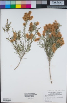 Image of Melaleuca ericifolia