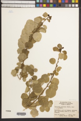 Astrocasia neurocarpa image
