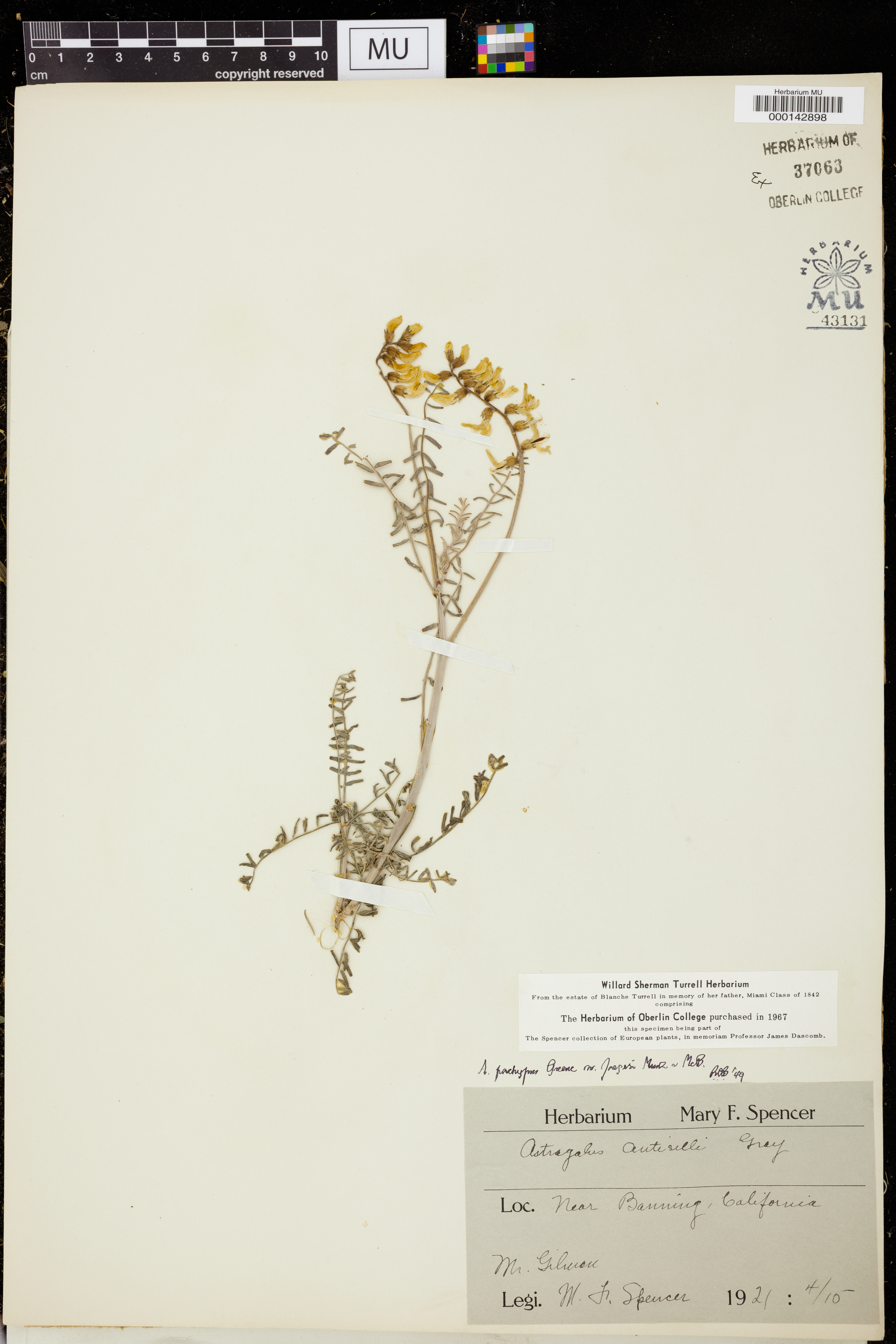 Astragalus pachypus var. jaegeri image